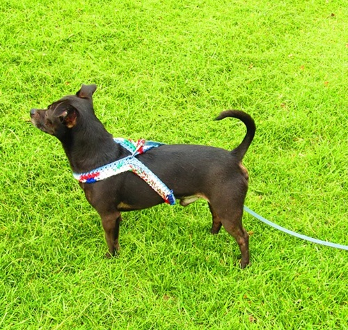 6 Free Crochet Dog Harness Patterns